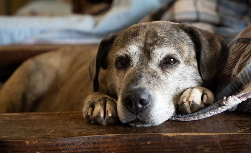 A rescued senior dog rests happily at Old Friends Senior Dog Sanctuary in Tennessee. 