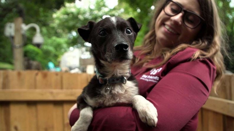 A happy, small dog enjoys being held at Old Friends Senior Dog Sanctuary in Tennessee.  