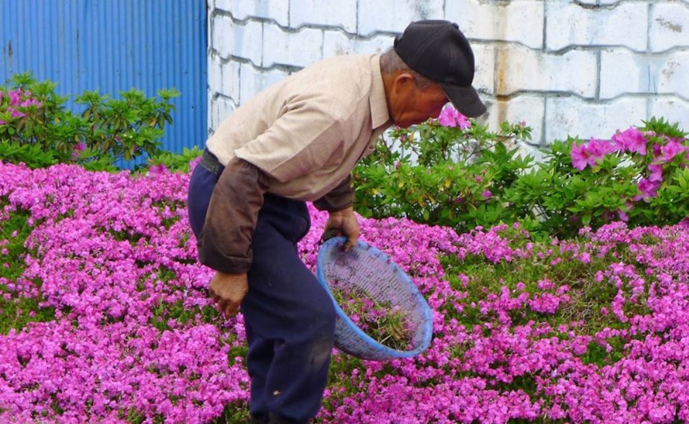 Loving husband spends 2 years planting thousands of beautiful flowers for his blind wife to smell. 