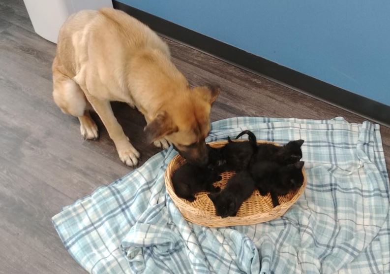Stray dog found on roadside protecting 5 kittens from the cold and all 6 get hundreds of adoption offers.