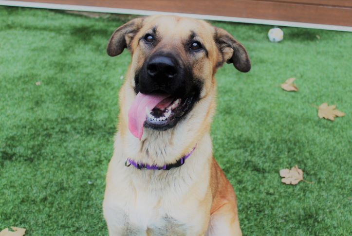 Stray dog found on roadside protecting 5 kittens from the cold and all 6 get hundreds of adoption offers.