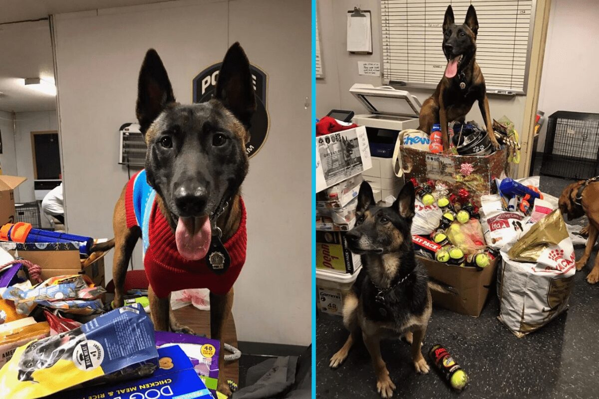 These NYPD K9 units are on a mission to collect treats & toys for deployed military fighting overseas.