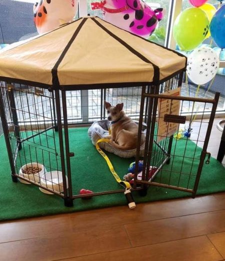 This extended-stay hotel allows guests to adopt a dog right from the lobby with its “Fostering Hope” program.