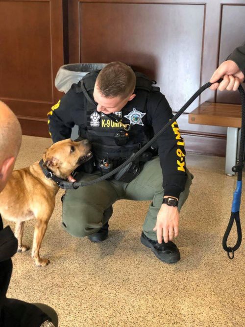Adorable Pit bull named Nibbles was rescued from a dog fighting ring  joins sheriff’s office as K9 officer. 