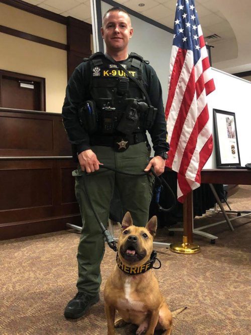 Adorable Pit bull named Nibbles was rescued from a dog fighting ring joins sheriff’s office as K9 officer.