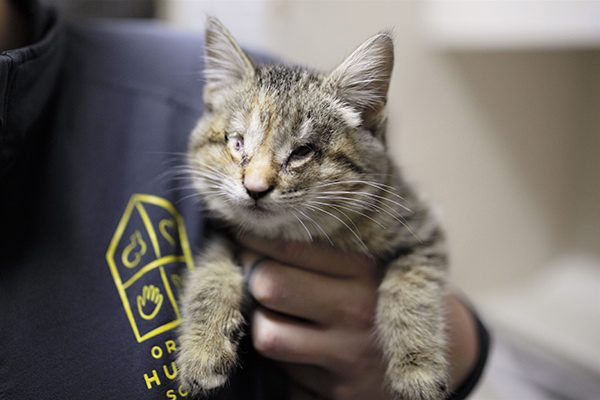 Blind kitten who was abandoned in a pile of trash, finds her fur-ever home with a family of adopted kids.