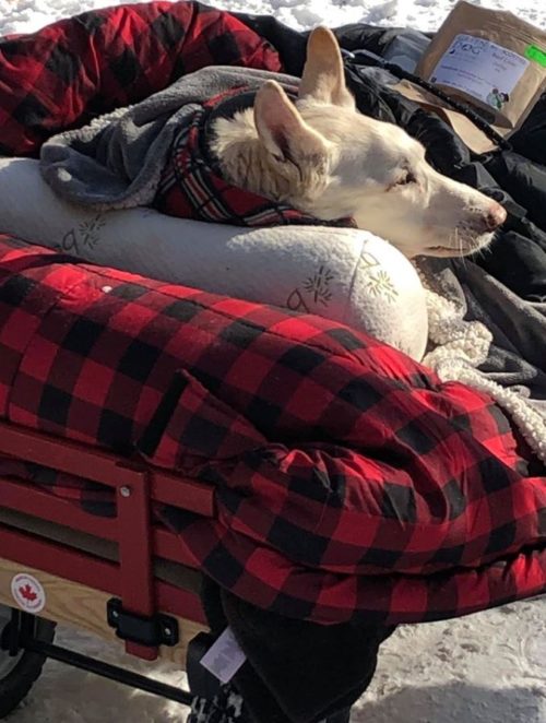 Man takes his paralyzed dog on wagon rides every day so she can still enjoy the world.