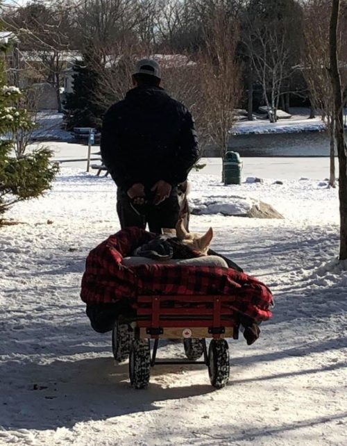 Man takes his paralyzed dog on wagon rides every day so she can still enjoy the world.