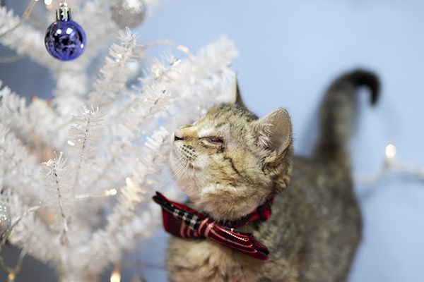 Blind kitten who was abandoned in a pile of trash, finds her fur-ever home with a family of adopted kids.