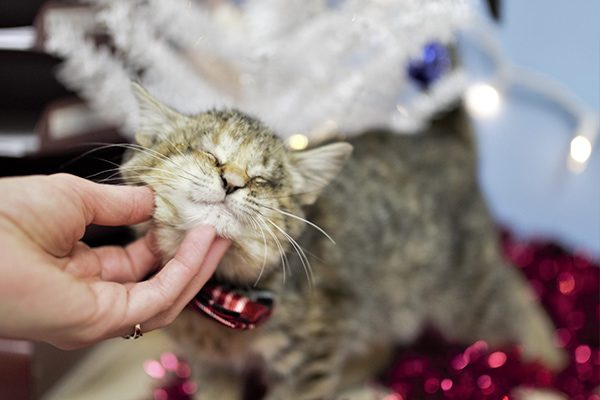 Blind kitten who was abandoned in a pile of trash, finds her fur-ever home with a family of adopted kids.