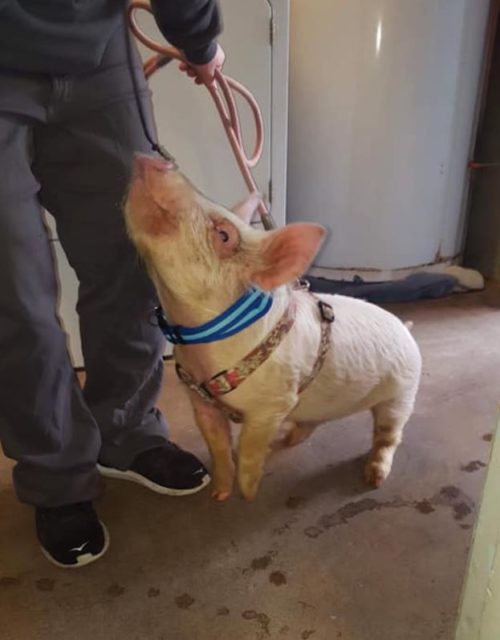 A pig who escaped from a New York livestock auction was rescued and is now a ‘sassy’ pet who loves carbs.