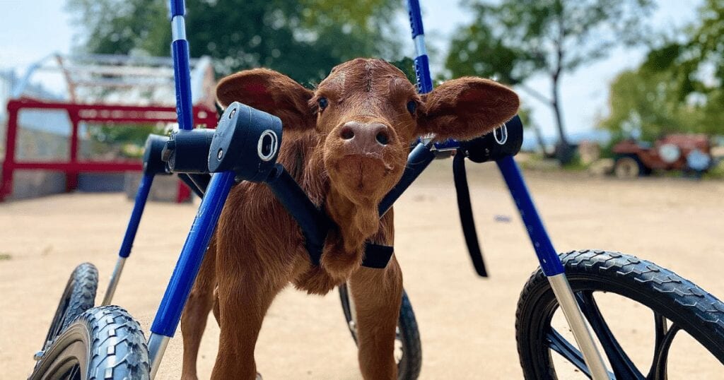 Baby calf born with a disability in her back legs gets fitted with a custom wheelchair