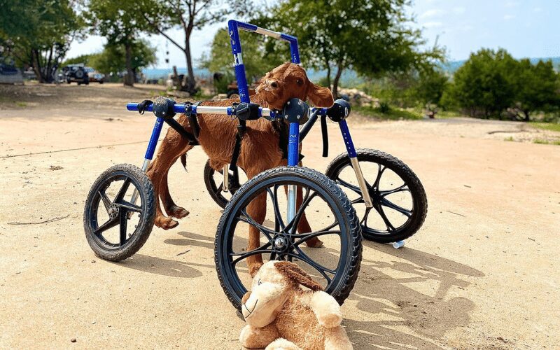 Baby calf born with a disability in her back legs gets fitted with a custom wheelchair.