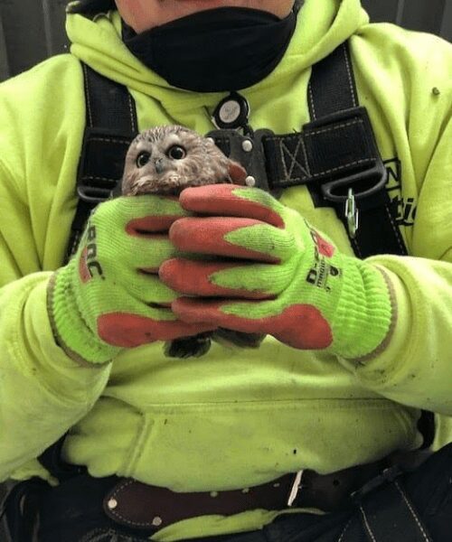 A worker who helped transport and secure the tree discovered the owl 