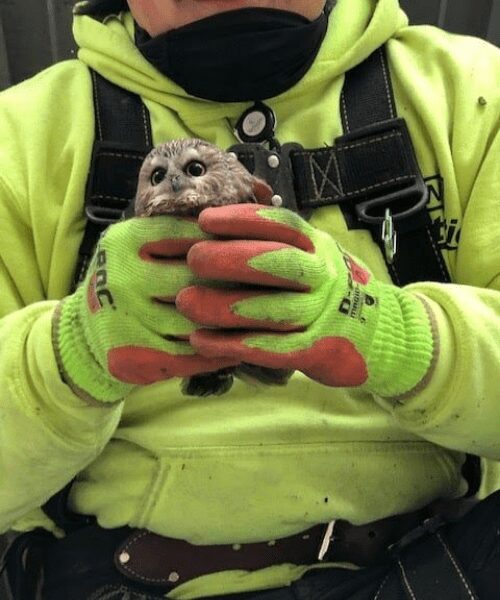A worker who helped transport and secure the tree discovered the owl