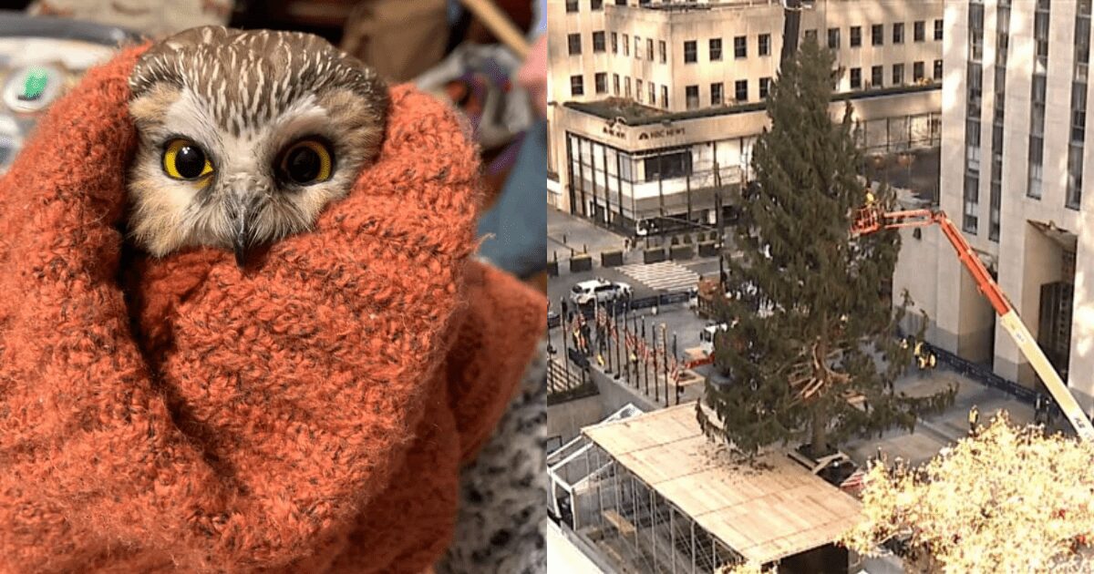 Tiny owl rescued from the Rockefeller Center Christmas tree after traveling 170 miles to NYC