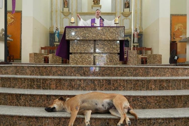 Brazilian priest brings stray dogs into his Masses to help them get adopted.