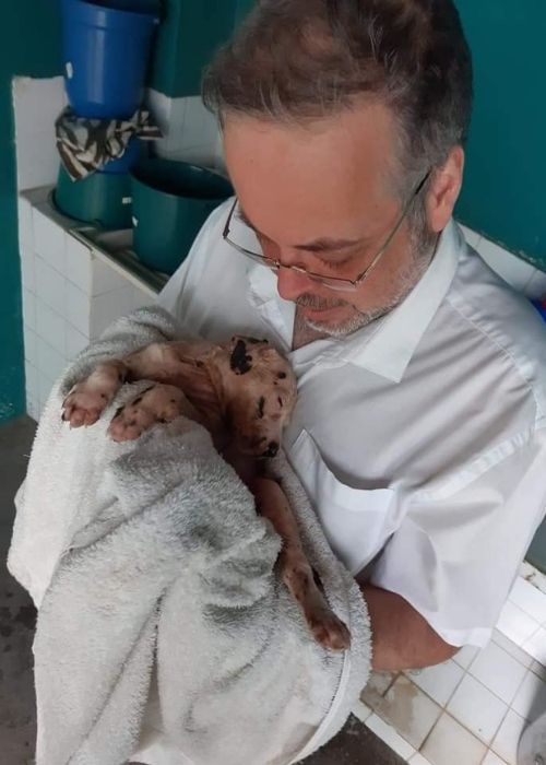 Brazilian priest brings stray dogs into his Masses to help them get adopted.