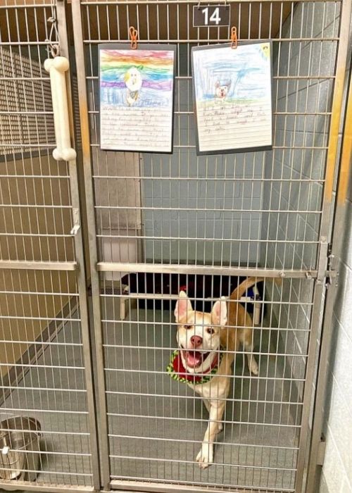 2nd graders write compelling letters on behalf of shelter dogs to help them get adopted.