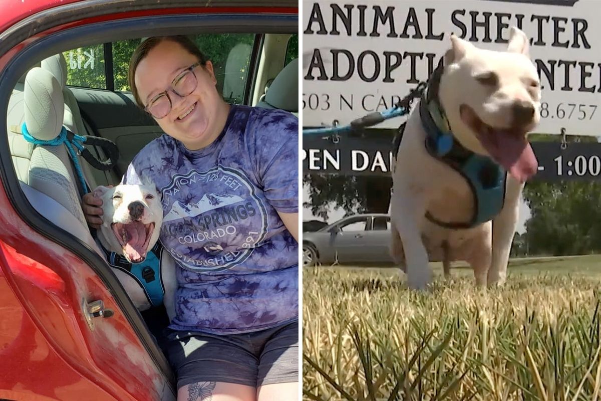 Life-long shelter dog, Jill the Pitbull, finally finds forever home after 10 years of waiting. (Clay County Animal Shelter - Henrietta, TX)