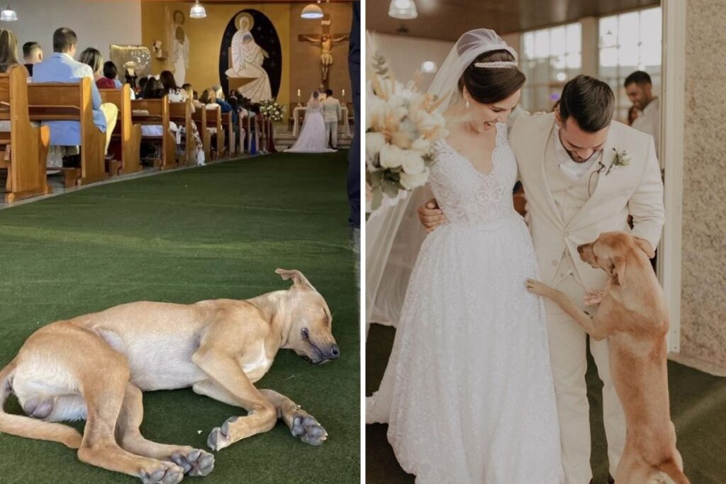 Stray dog crashes couple’s wedding and they end up adopting him – “he gives us hope”