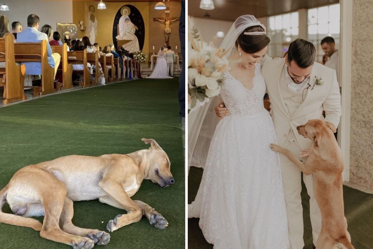 Stray dog crashes couple’s wedding and they end up adopting him – “he gives us hope” (meriguetifotografia/IG)