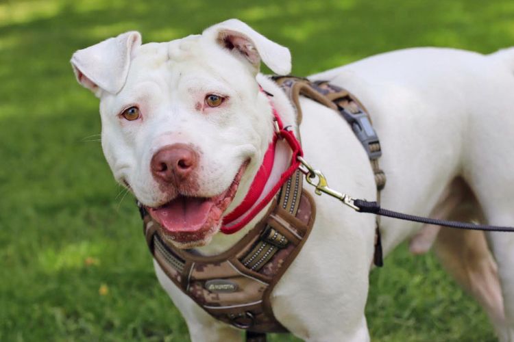 Deaf dog that nobody wanted finds forever home with teen who has hearing loss ( Bissell Pet Foundation)