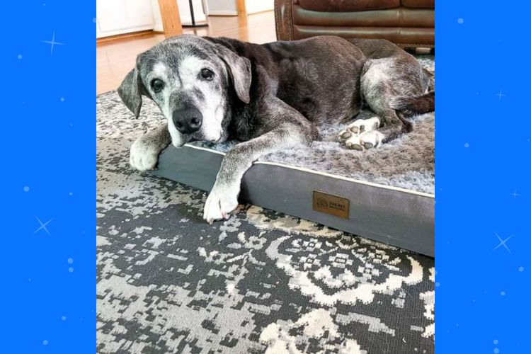 Best friends take in 19-year-old shelter dog and create a bucket list to fill her last days with love. (Lauren Siler/ig)