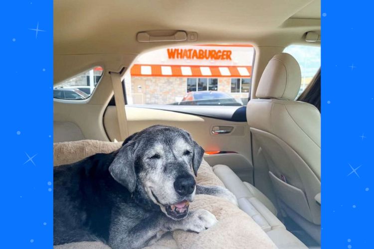 Best friends take in 19-year-old shelter dog and create a bucket list to fill her last days with love. (Lauren Siler/ig)