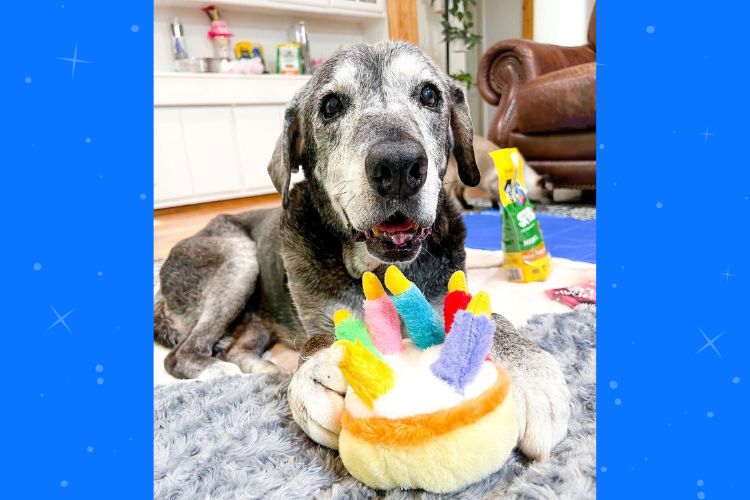Best friends take in 19-year-old shelter dog and create a bucket list to fill her last days with love. (Lauren Siler/ig)
