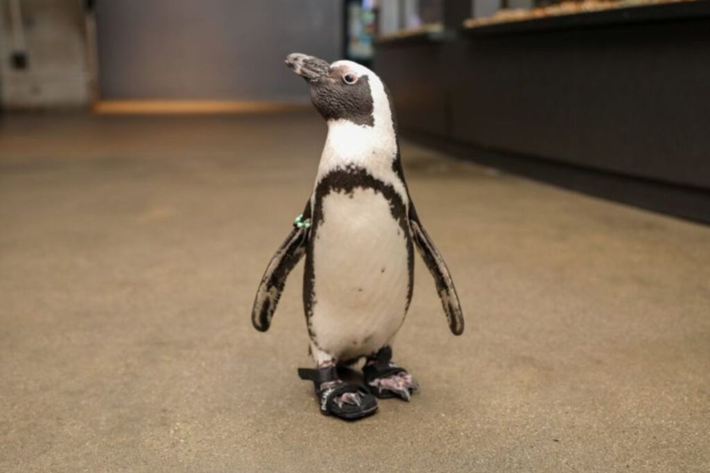 New England Aquarium treats 24-year-old African penguin to custom footwear