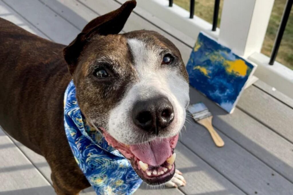 One-eared rescue dog named, Van Gogh, paints his way into a forever home. (Happily Furever After Rescue)