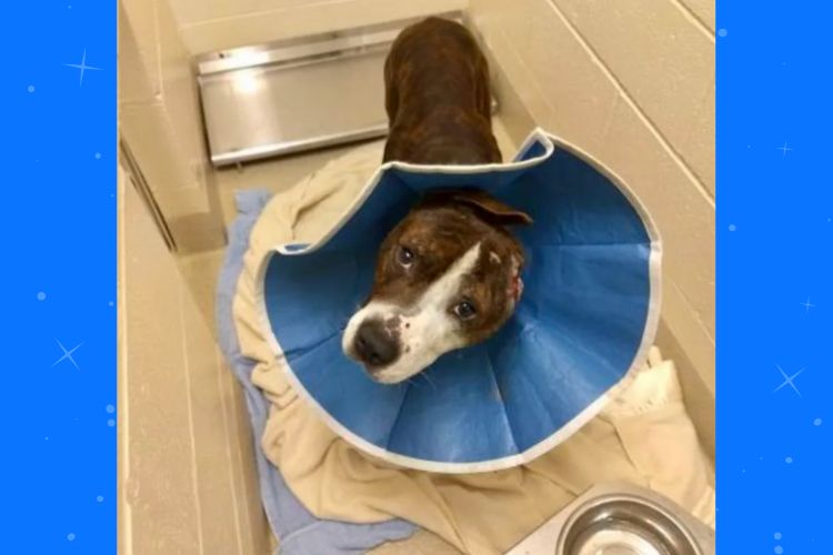 One-eared rescue dog named, Van Gogh, paints his way into a forever home. (Happily Furever After Rescue)