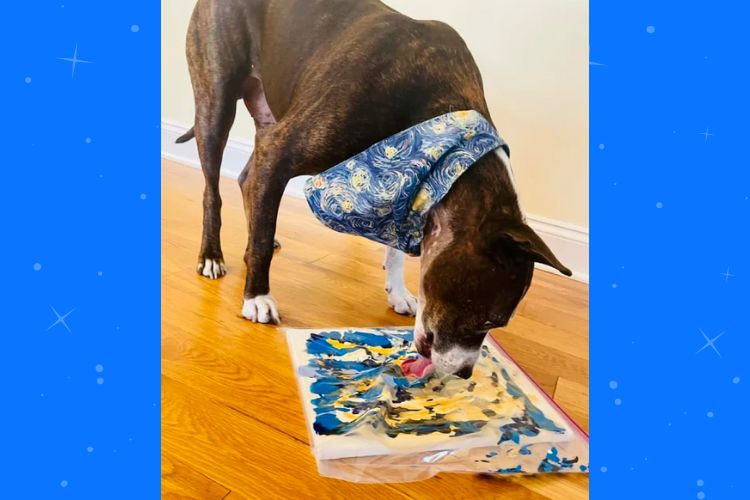 One-eared rescue dog named, Van Gogh, paints his way into a forever home. (Happily Furever After Rescue)