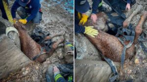A Community Saved a Horse in Distress