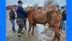 A Community Saved a Horse in Distress