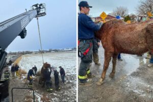 A Community Saved a Horse in Distress