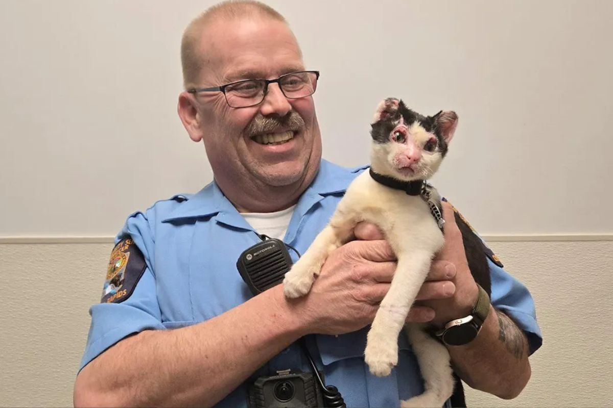Gato Resgatado Encontra Lar Para Sempre com Policial que o Salvou