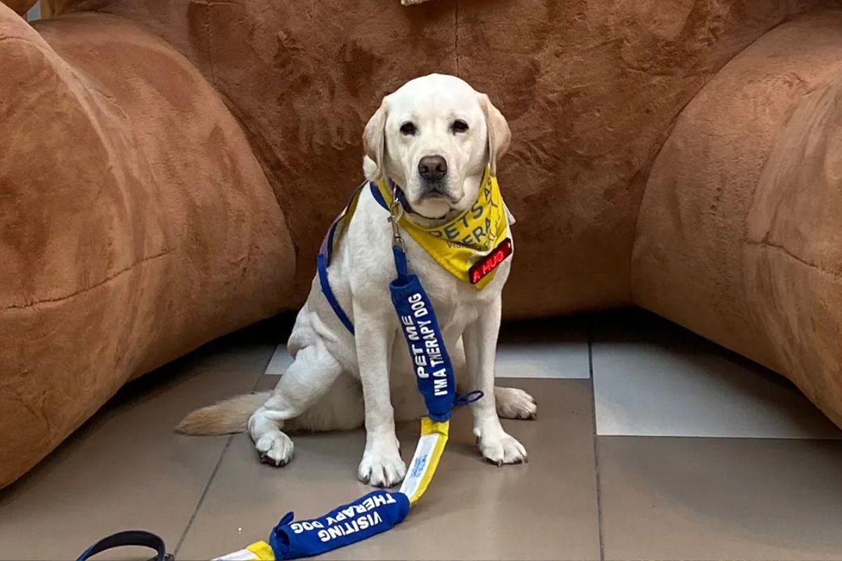 A Despedida de Holly, a Cão a cuidar dos Pequenos