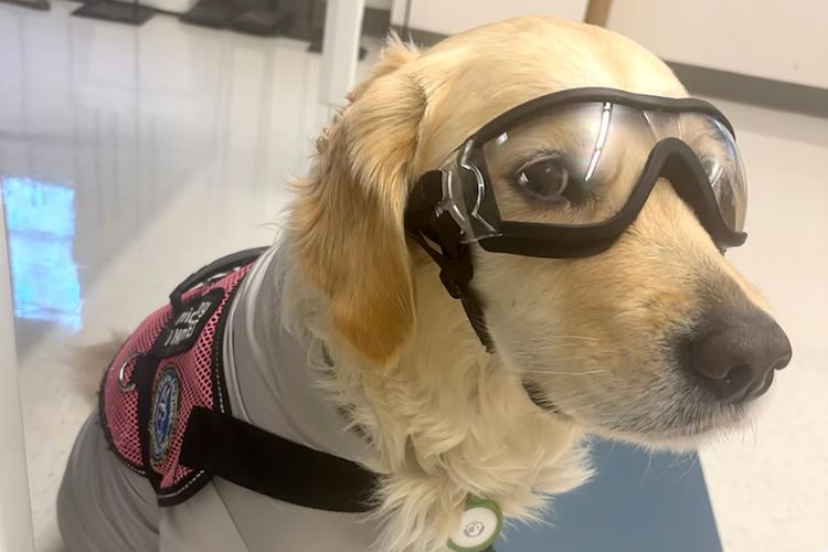 Chemistry, Courage, and Canela: Rollins Grad Shares Stage With Her Service Dog Superstar