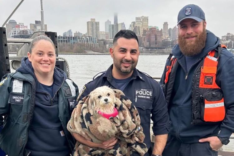 Oficial resgata cãozinho em Nova York