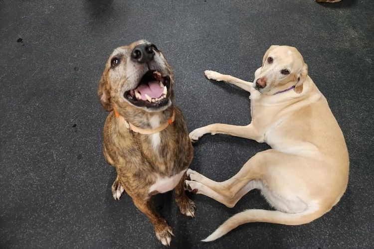 Cachorro Resgatado Duas Vezes em Creche Especializada