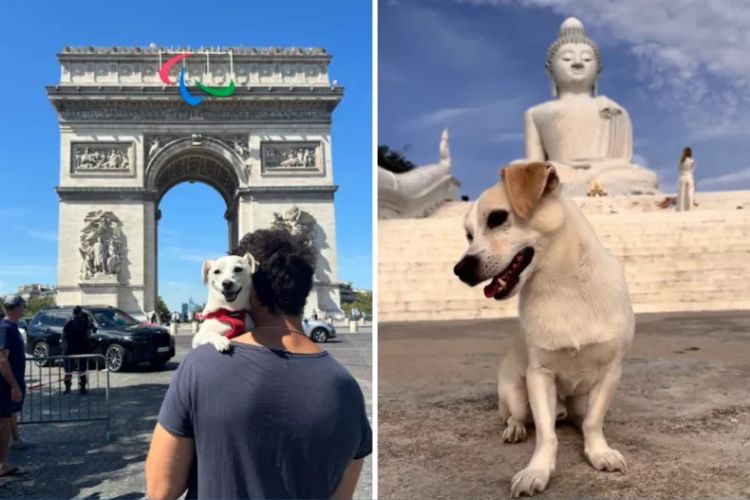 De uma caixa na rua a 40 países: como um pequeno cachorro de resgate transformou vidas