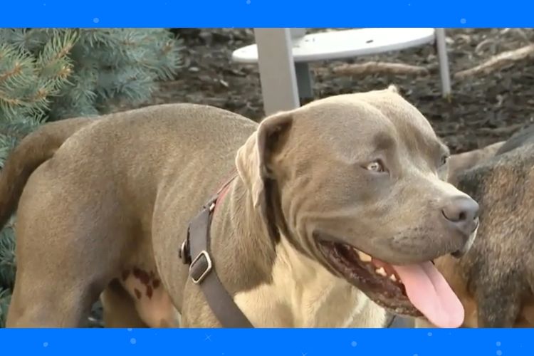 Dog Heroicamenthe Leva Estranho A Duas Pessoas Inconscientes: “Ele definitivamente Salvou Algumas Vidas”